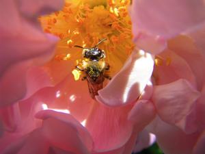‘Frühlingsduft’, Biene in Staubwedel