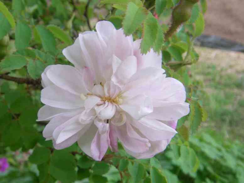 ‘Mon Amie Claire’, weiss-rosa Einzelblüte