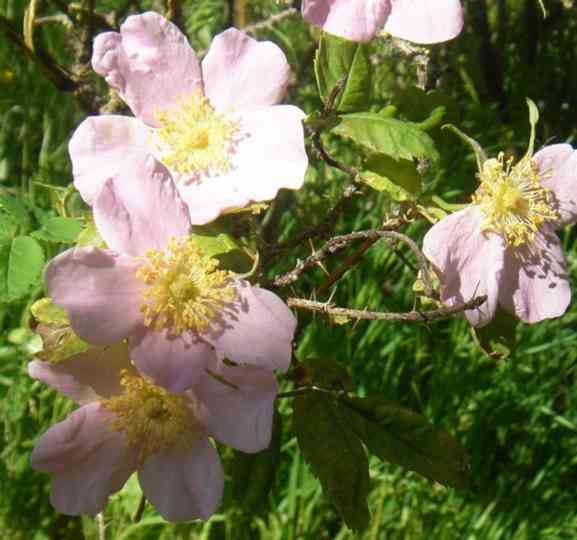 Rosa acicularis, fliederfarbene Maiblüten