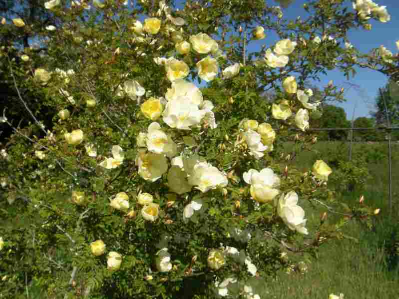 ‘Cantabrigiensis’, hellgelbe bis weiße Blüten am Strauch.