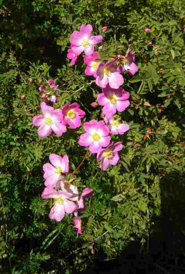 ‘Glory of Edzell, Blütentrieb.’