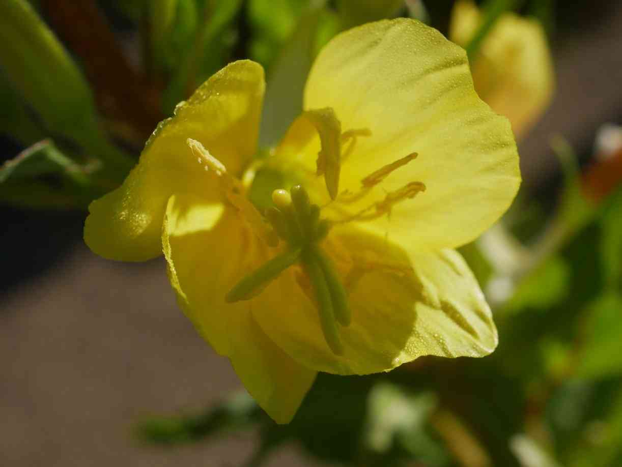 gelbe Blüte großer Hahnenfuß