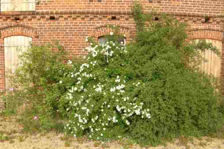 Hausbeet mit großen Rosen, die sich etwas bedrängen.