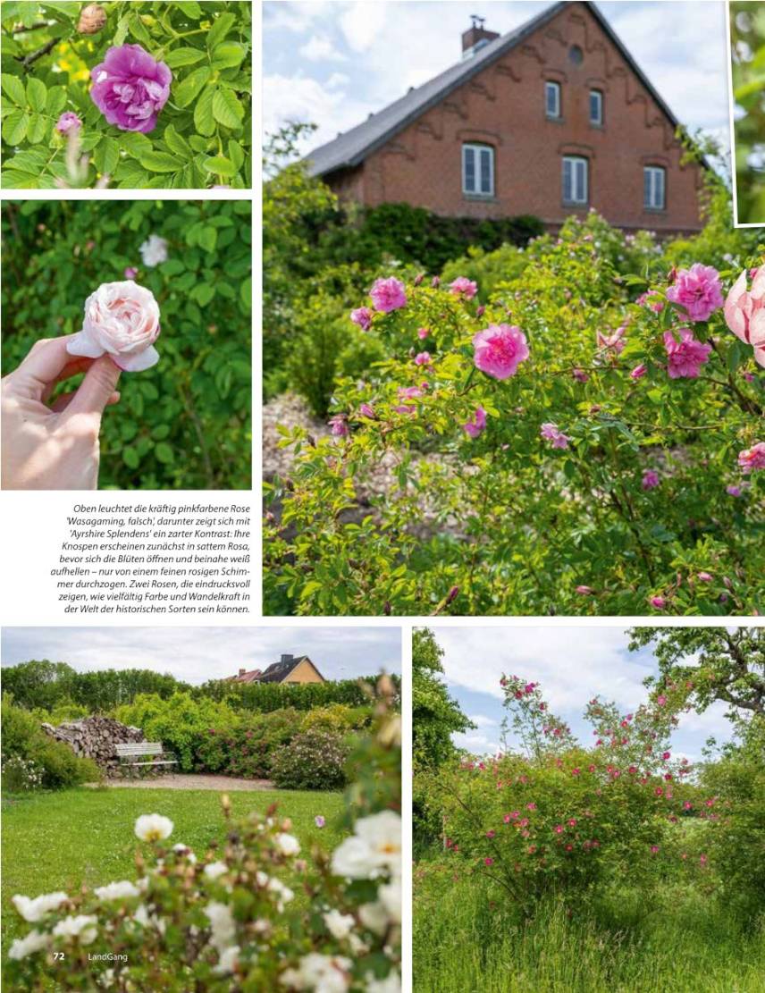 Artikel „Landgang“ Seite 1, Fotos von einzelnen Rosen und Ausblicke in den Garten samt Haus, Ostseite..