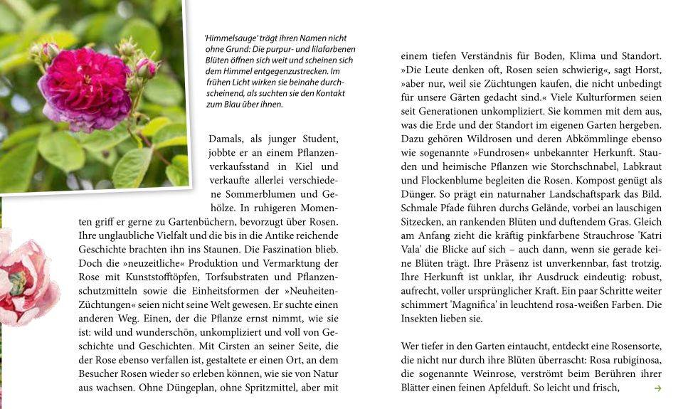 Artikel „Landgang“ Seite 1, Foto der Rose ‘Himmelsauge’ und Text.