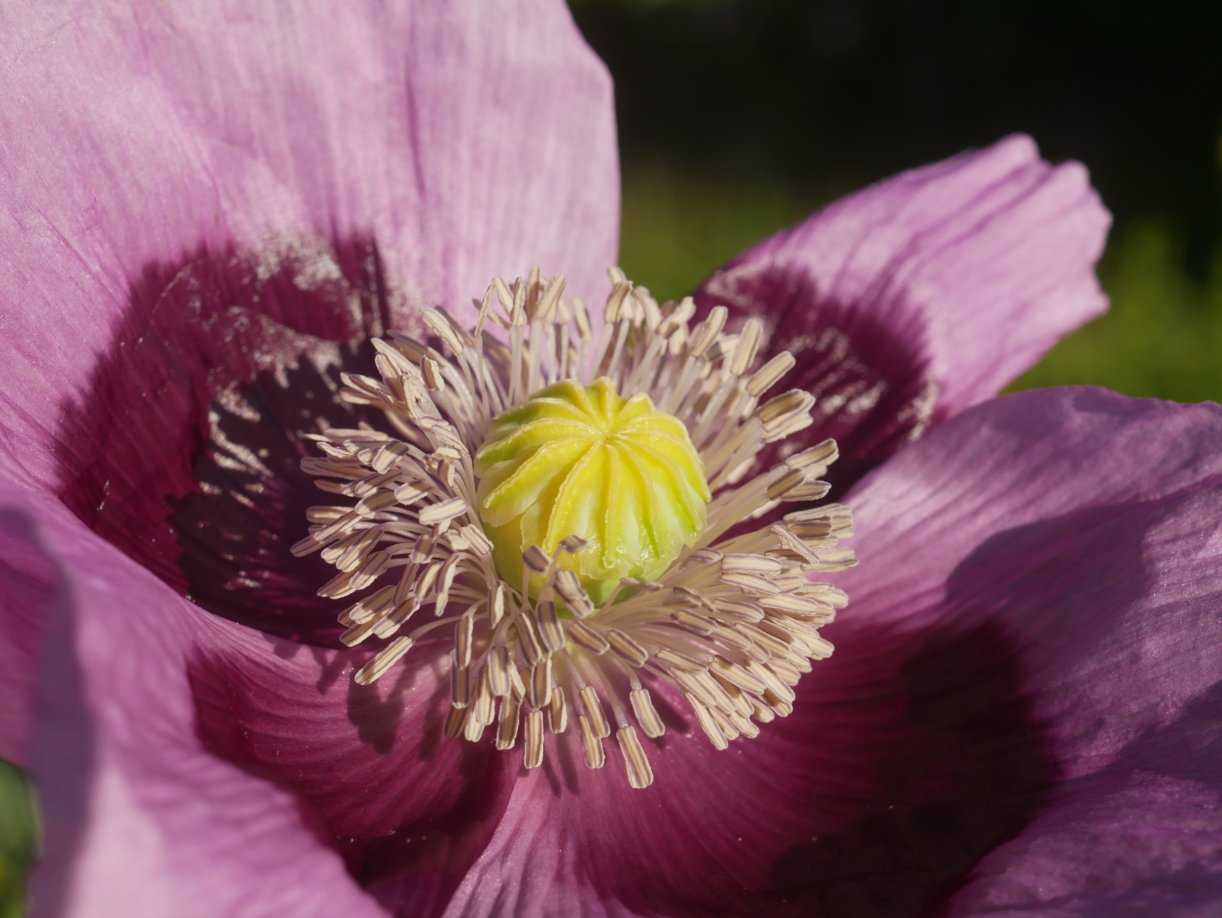 Mohn, offene Blüte, Nahaufnahme