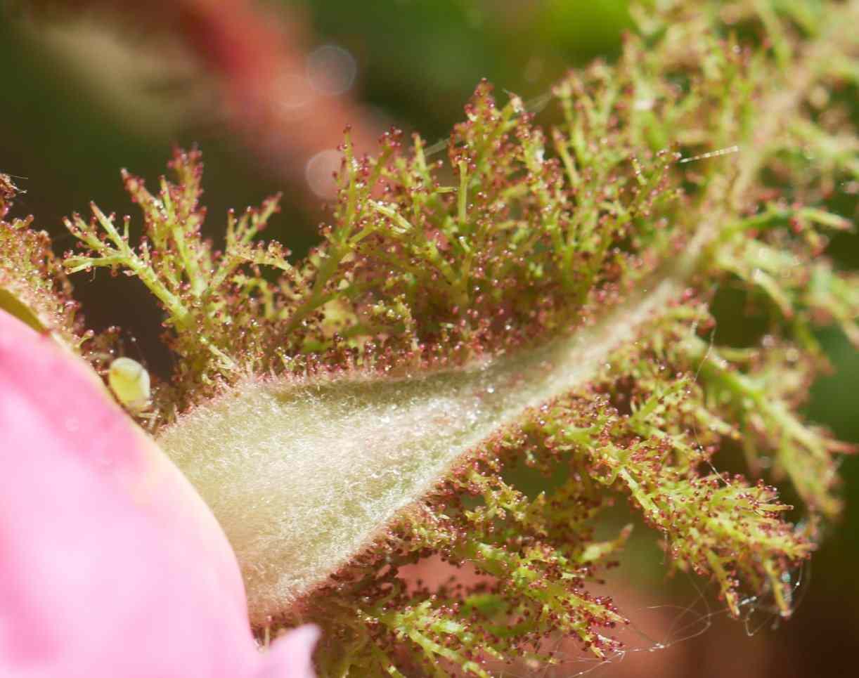 Rose centifolia muscosa, Kelchblatt mit Moss
