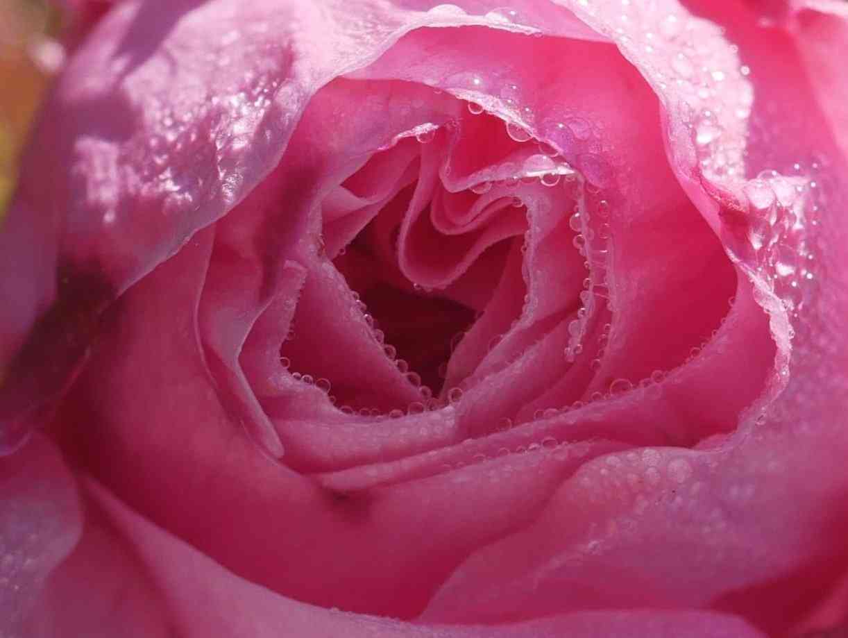 Rose centifolia muscosa, Nahaufnahme Blüte mit Regentropfen