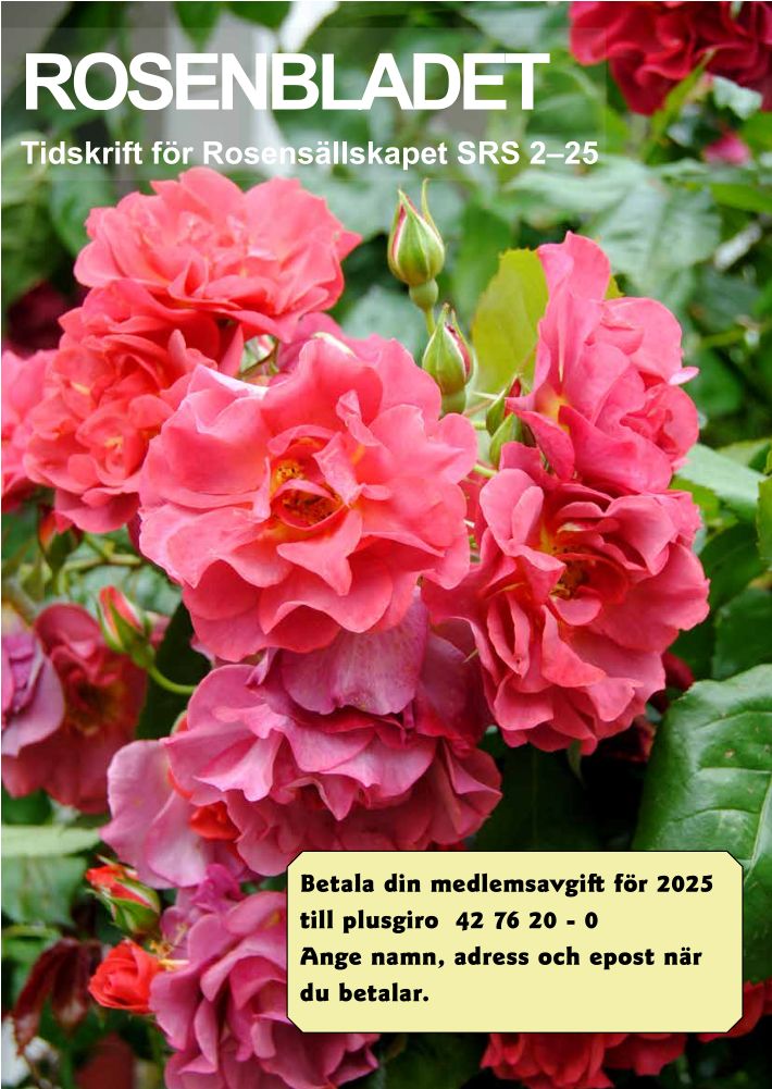 Deckblatt „Rosenbladet“ 2025