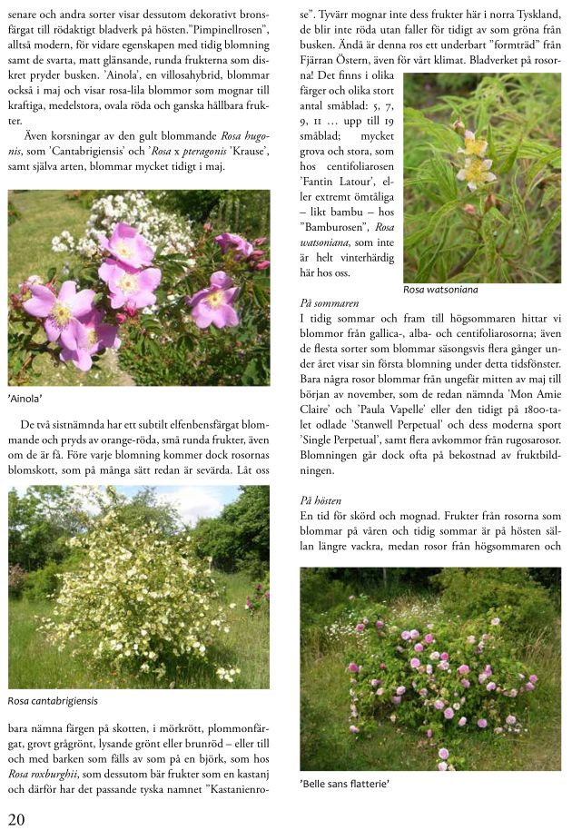 „Rosenbladet“, Artikel „Rose is a rose is a rose is a rose?“, Seite 4, Rosen-Vielfalt und Jahreszeiten.