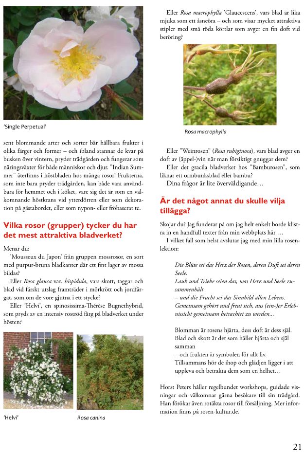 „Rosenbladet“, Artikel „Rose is a rose is a rose is a rose?“, Seite 5, Rosenlaub und ein poetischer Blick auf Rosen.