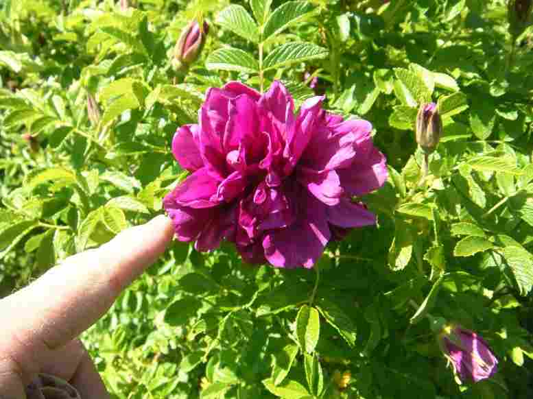 ‘Roseraie de L’Hay’, große, gut gefüllte pinke Blüte mit meinem Finger.