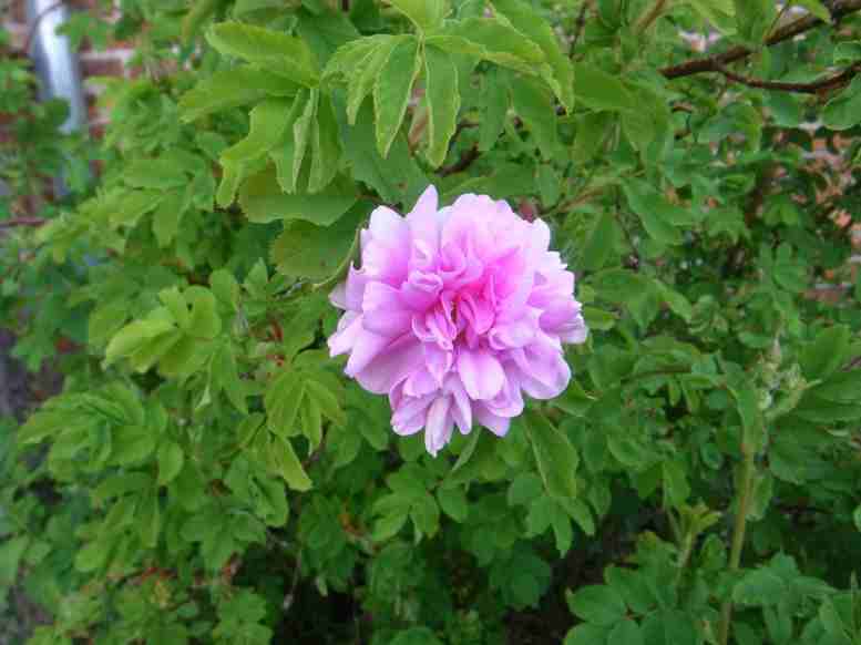 “Toukoniitty”, gut gefüllte rosa Blüte des Frühjahres.
