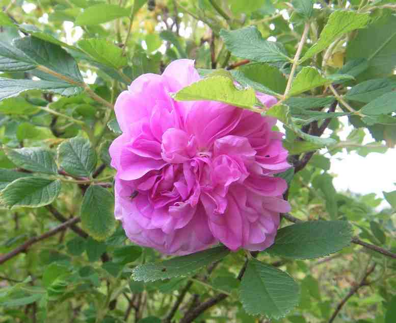 “Wasagaming, falsch, gefüllte rosa Einzelblüte.”