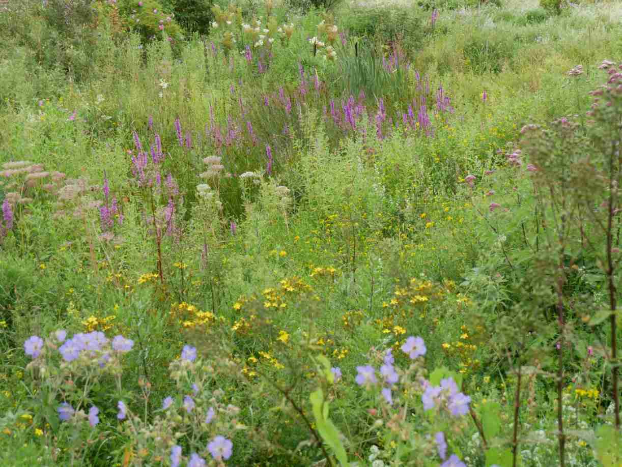 Wiese Nord im Rosenpark in Blüte