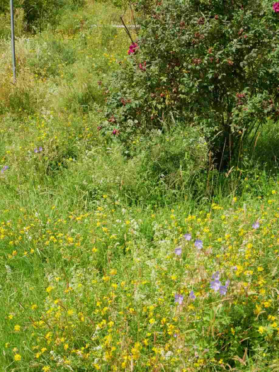 Wiesen, Platterbse, Labkraut und Rose ‘Rotes Phänomen’