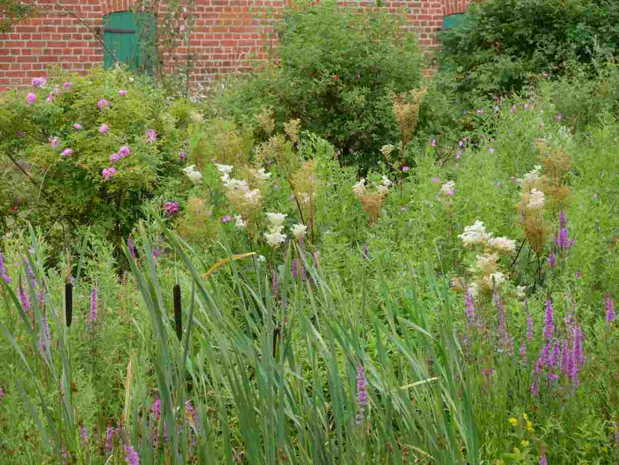 Wiese Auffangbecken mit Rose ‘Syke’ im Hintergrund