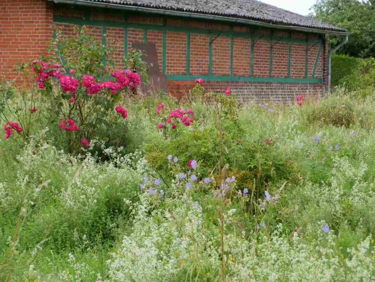 Blühende Fettwiese mit Rose ‘Party Hardy’