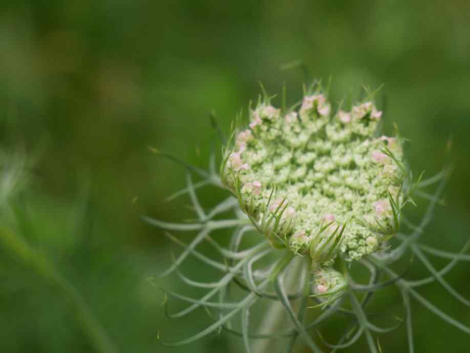 Wilde Möhre, Blüte öffnend