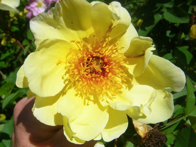 ‘Äicha’, große, geöffnete, gelbe Blüte