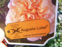 Sorten-Etikett von ‘Augusta Luise’