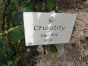 ‘Chastity’