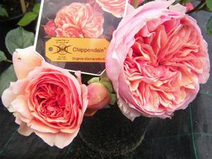 ‘Chippendale’