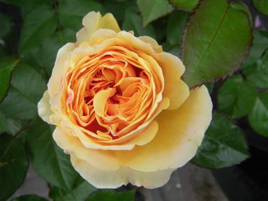 ‘Chippendale Gold’