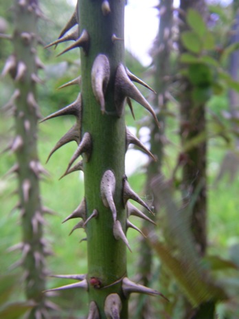 “Cirsten Rosa rubiginosa, Altstacheln”