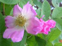 “Cirstens Fruchtrose”, offene Blüte