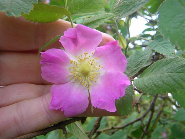 “Cirstens Fruchtrose”, Blüte