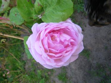 ‘Constance Spry’