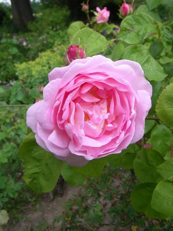 ‘Constance Spry’