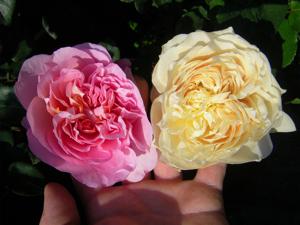 Blüten von ‘Dames de Chenonceau’ und ‘Troilus’