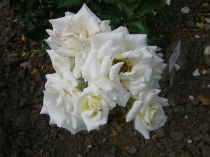 ‘Dr. Martin Luther Rose’