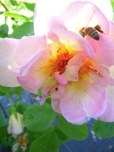 Biene sucht Zugang zu den Staubgefäßen