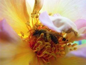 gestörte Bettruhe einer Biene