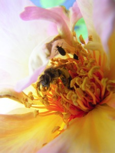 Rapskäfer, Biene auf ‘Frühlingsduft’