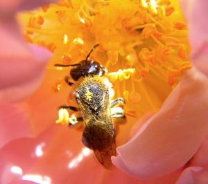 eingestäubte Biene auf ‘Frühlingduft’