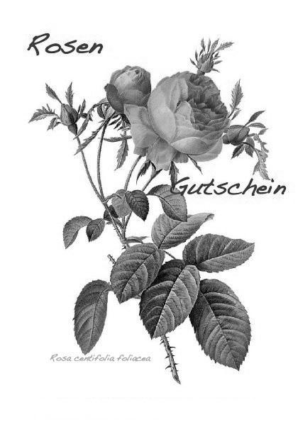 Bildtafel Rosa centifolia foliacea