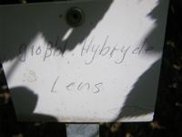 “Grossblumige Hybride Lens”