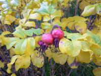 ‘Moje Hammarberg’, Herbstfarben