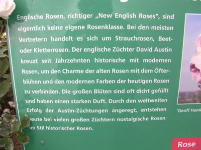 Infotafel Rosarium Sangerhausen zu Englische Rose
