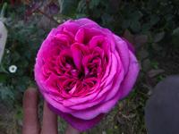 ‘Johann Wolfgang von Goethe Rose’, Blüte