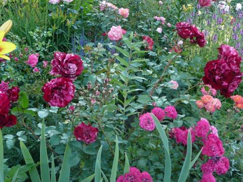 Sommerwiesen mit Rosen