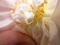 ‘Stanwell Perpetual’, Staubwedel zu Blütenblatt