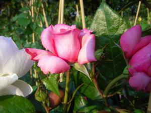 ‘La Rose de Molinard’, Blüte