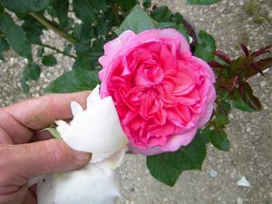 ‘La Rose de Molinard’, Blüte