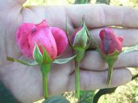 ‘La Rose de Molinard’, Strauch