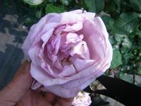‘La Rose du Petit Prince’